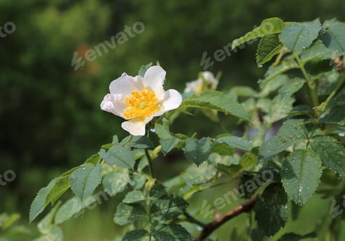 Preview: Beautiful flower of a white Dog Roses