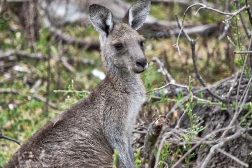 Preview: Adolescent Kangaroo in the wild