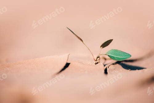 Preview: Green plant growing in dried cracked ground. Fresh sprout in arid soil land. Leadership concept
