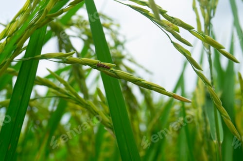 Preview: Green and yellow paddy rice field