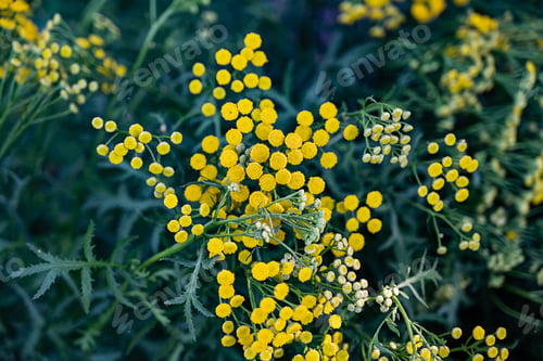 Preview: Vibrant yellow wildflowers blooming in a sunny meadow during late spring