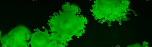 Preview: Cassiopea jellyfishes in green neon light on dark background, panoramic shot