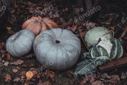 Preview: Autumn pumpkins, cauliflower and winter cabbage harvested