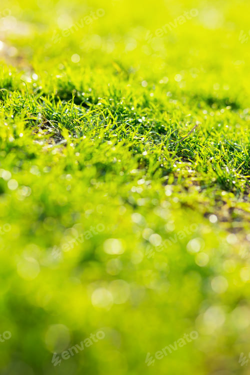 Preview: Green Grass