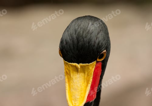 Preview: Saddle-billed stork(Ephippiorhynchus senegalensis) closeup