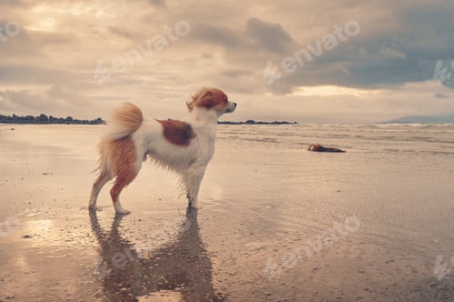 Preview: Dog in sandy beach