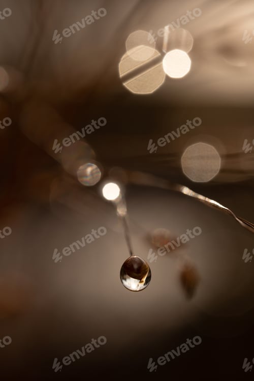 Preview: . Light morning dew on the grass in winter
