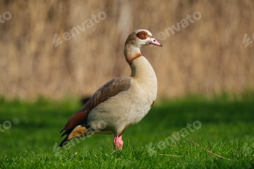 Preview: Egyptian goose. Birds in the wild. Flying and waterfowl species of birds.