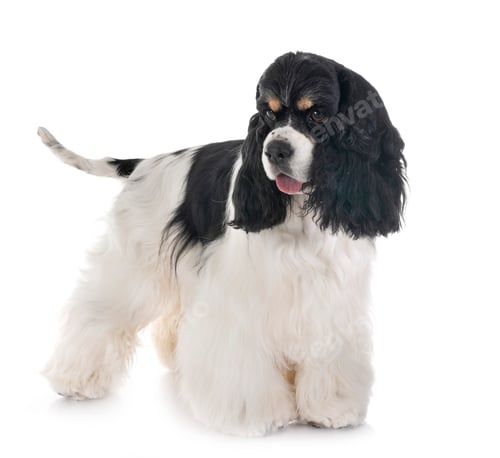 Preview: american cocker spaniel