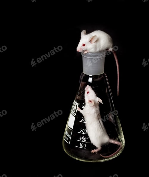 Preview: Two white laboratory mice in the flask and on the another flask