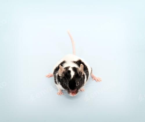 Preview: Small cute mouse