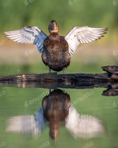 Preview: A vertical shot of a brown mallard duck perched on wood above water with its wings outstretched