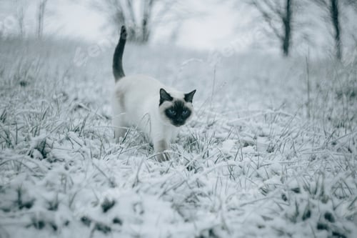 Preview: Siamese cat walking on snowy meadow