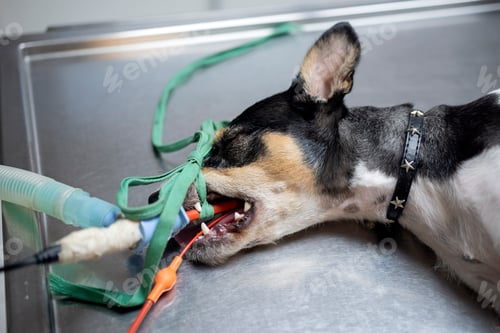 Preview: dog sterilization and vet