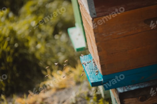 Preview: Closeup of the bees flying back to the hive. Shallow focus.