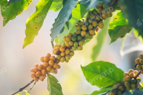 Preview: Yellow coffee bean berry plant fresh seed coffee tree growth in Yellow Bourbon eco organic farm