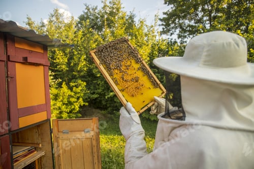 Preview: View of beekeeper collecting honey and beeswax