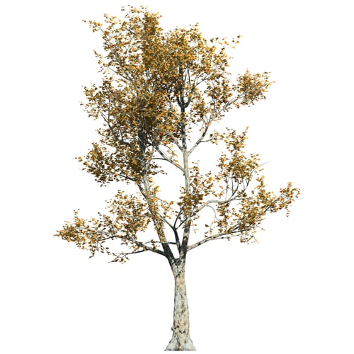 Preview: London Plane Fall Tree front view isolated on white background