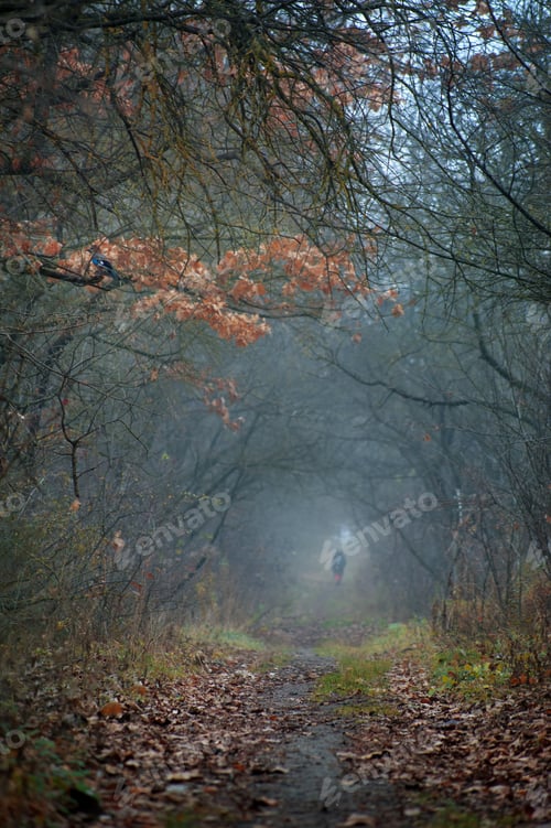 Preview: tunnel of trees in deep autumn, beautiful oak leaves above, a tunnel of trees and a mystical person.
