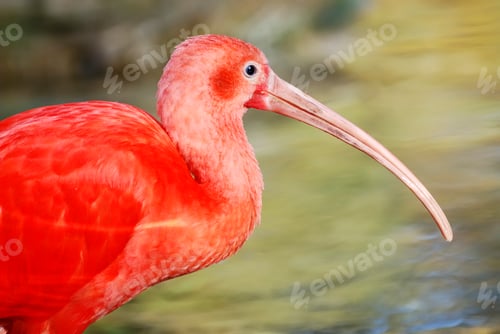Preview: Scarlet Ibis