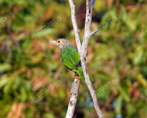 Preview: Closeup of a lineated barbet bird perched on a branch