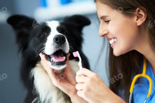 Preview: Female vet examining a dog in clinic