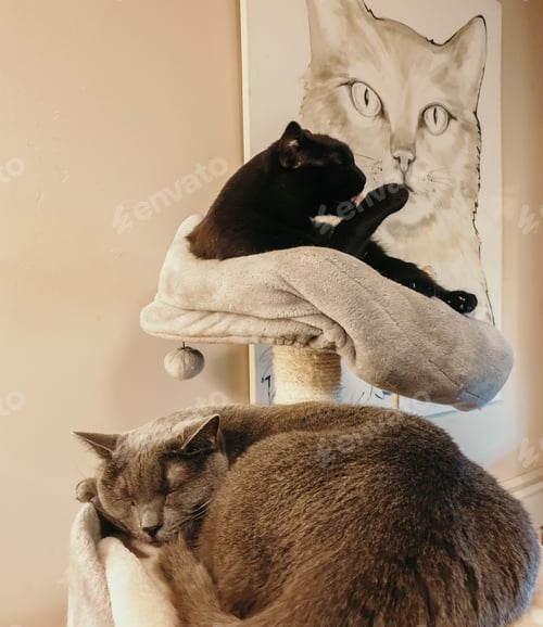 Preview: Beautiful cats relaxing on cat tree in cat cafe