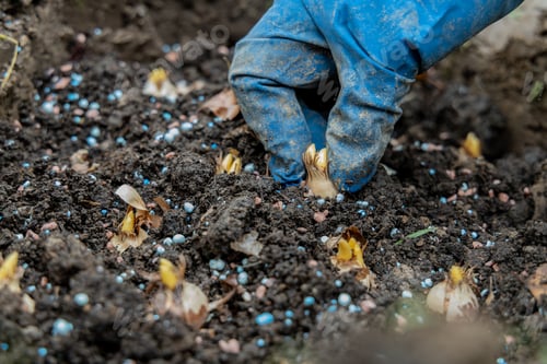 Preview: hand sadi in soil-soil flower bulbs. Hand holding a crocus bulb before planting in the ground
