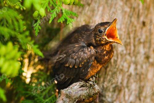 Preview: A thrush chick sits on a tree branch with its beak open in search of food. The bird is a small