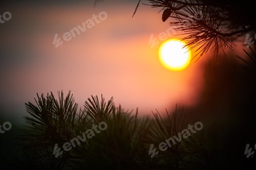 Preview: a branch of pine at sunset