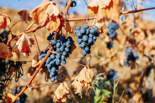 Preview: Grapes at their Peak Crate Filled with Black Elegance