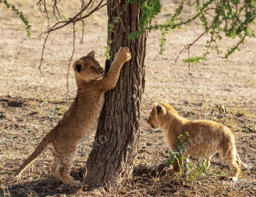 Preview: A Scenic Tanzania Wildlife pictures