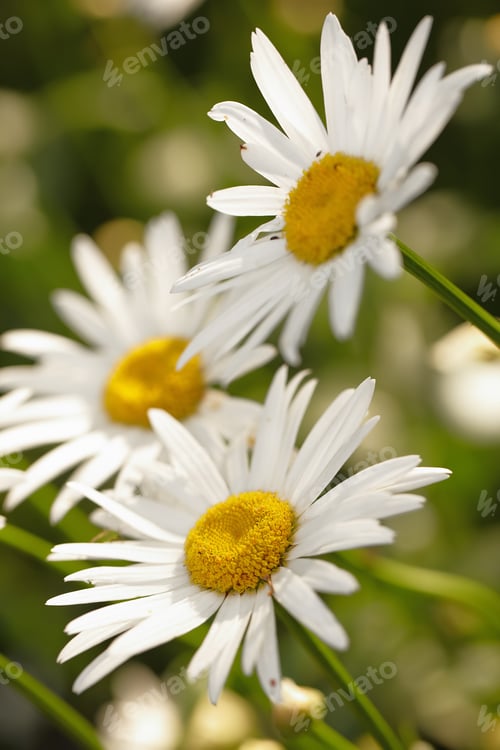 Preview: a photo of garden flower in the morning