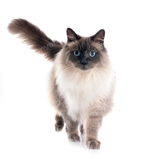Preview: siberian cat in studio