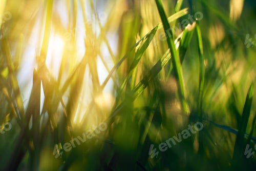 Preview: Green meadow in summer sun rays close up