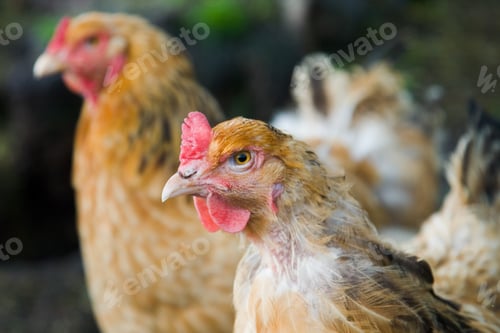 Preview: Closeup of hens on a farm field under the sunlight in Norway
