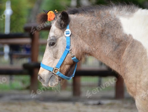Preview: Horse decorated with Halloween accessories