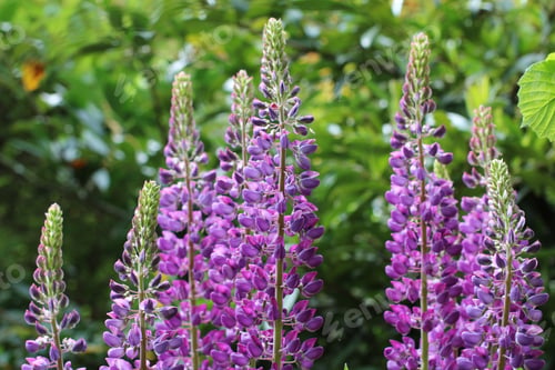 Preview: Beautiful shot of blooming wild lupine flowers