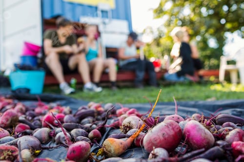 Preview: Beetroots on blanket, people sitting in background