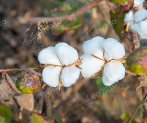 Preview: Closed up Cotton ball, Cotton blossom ready for harvesting,cotton tree.