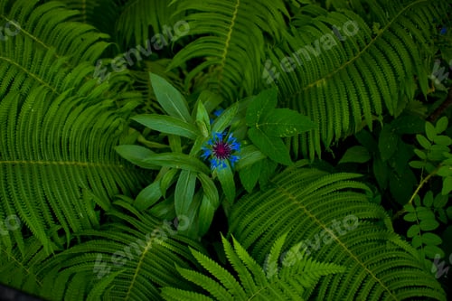 Preview: beautiful blue cornflowers and ferns on the background of green grass in the garden