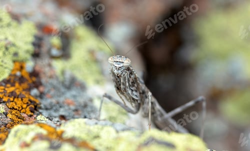 Preview: Camouflaged grasshopper on a rock