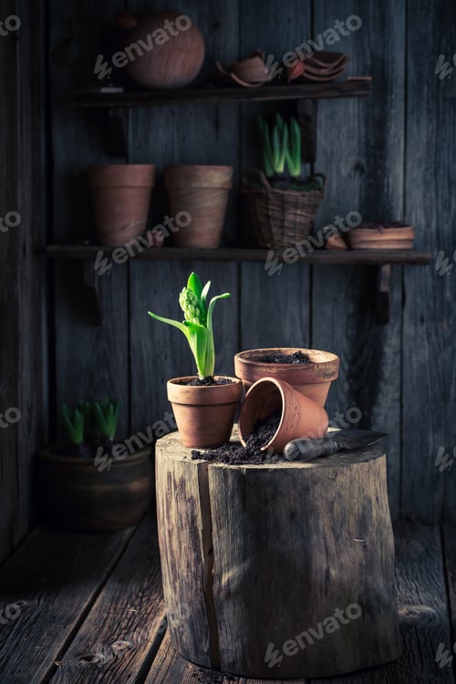 Preview: Repotting spring flowers in an old wooden workshop