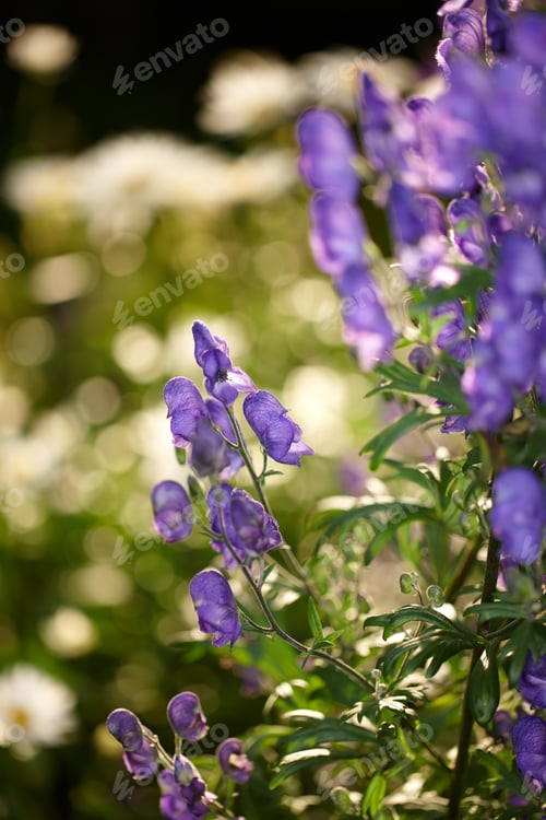 Preview: Monkshood (Aconitum napellus)