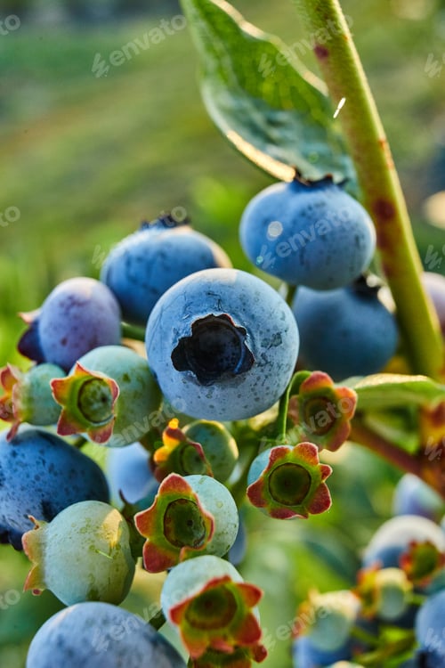 Preview: Macro Blueberry bush on sunset, organic ripe with succulent berries, just ready to pick