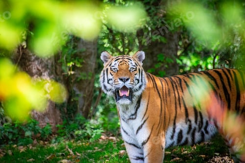 Preview: Tiger in zoo enclosure displaying powerful stance and striking stripes