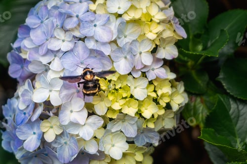 Preview: Brazilian Bumblebee (Bombus brasiliensis) on Hydrangea flower