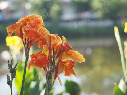 Preview: Orange and Yellow color flower Indian shot, India short plant India shoot Butsarana Cann background