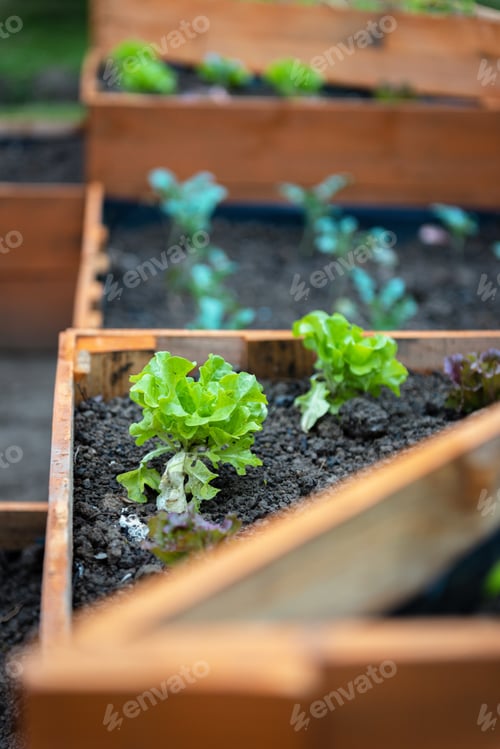 Preview: Close-up photo of lettuce growing in raised bed wooden planters in garden