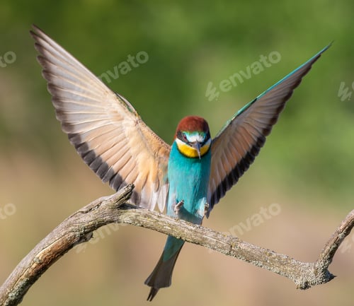 Preview: European bee-eater, Merops apiaster. A bird sits on a branch